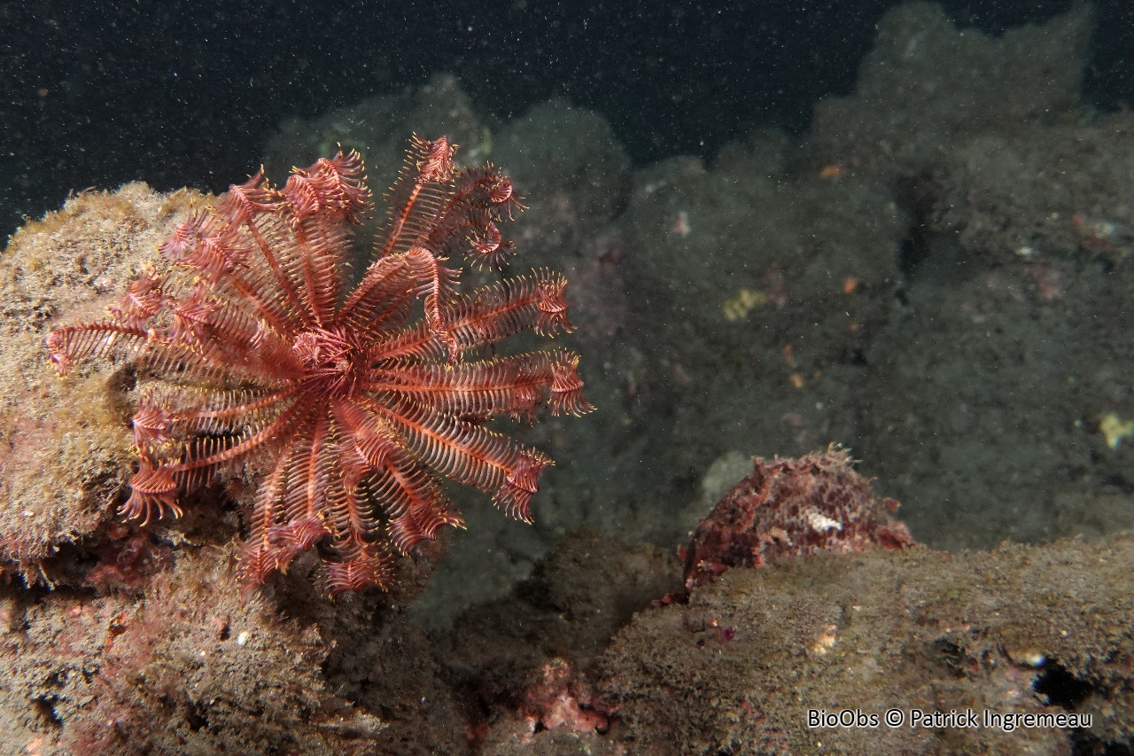 Comatule de l'Indo-Pacifique - Stephanometra indica - Patrick Ingremeau - BioObs