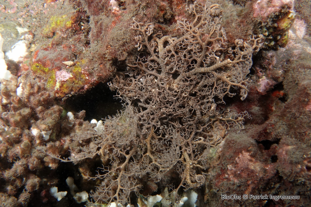 Gorgonocéphale tête de méduse - Astroboa nuda - Patrick Ingremeau - BioObs