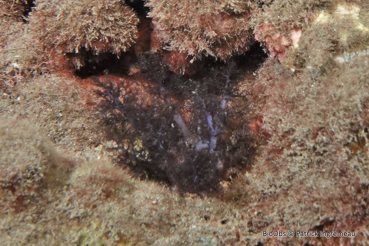 Holothuries à longs tentacules (famille) - Phyllophoridae - Patrick Ingremeau - BioObs