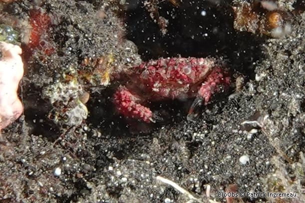 Crabe noduleux