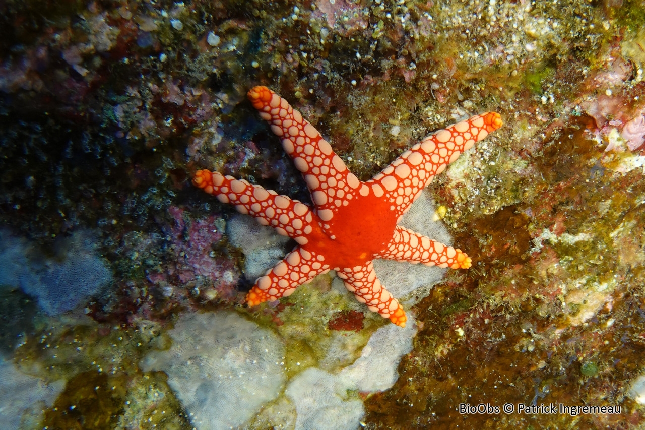 Etoile à nodules - Fromia nodosa - Patrick Ingremeau - BioObs