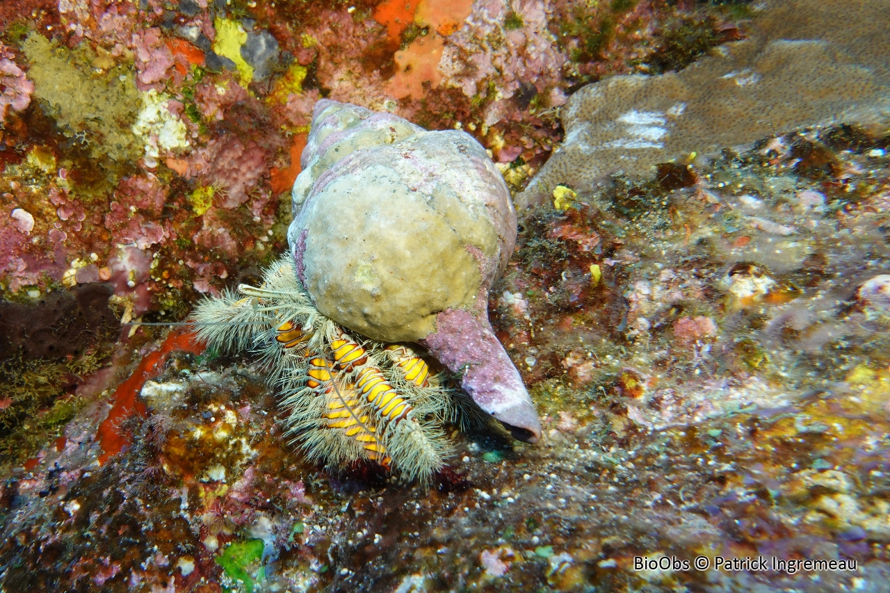 Grand bernard l'ermite poilu jaune - Aniculus maximus - Patrick Ingremeau - BioObs