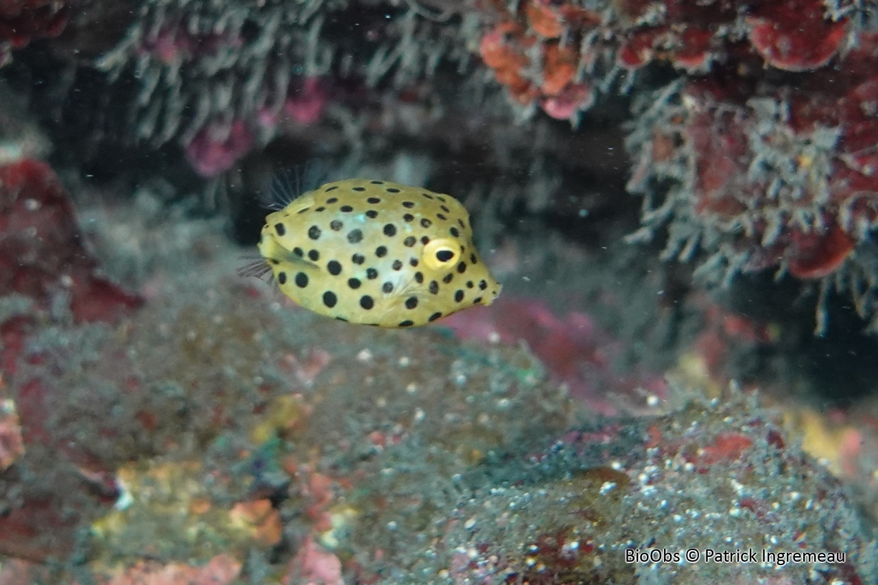 Poisson-coffre jaune - Ostracion cubicus - Patrick Ingremeau - BioObs
