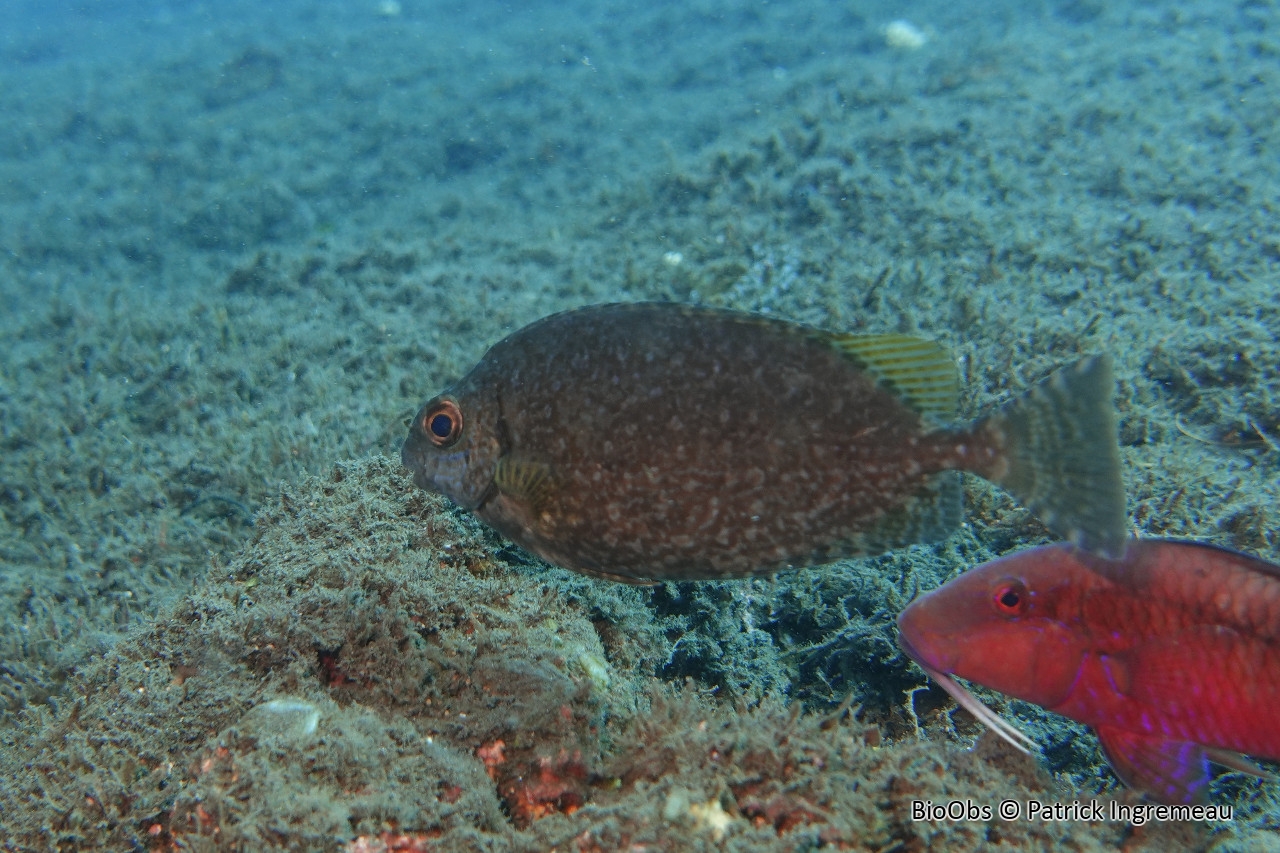Poisson lapin à queue tronquée - Siganus luridus - Patrick Ingremeau - BioObs