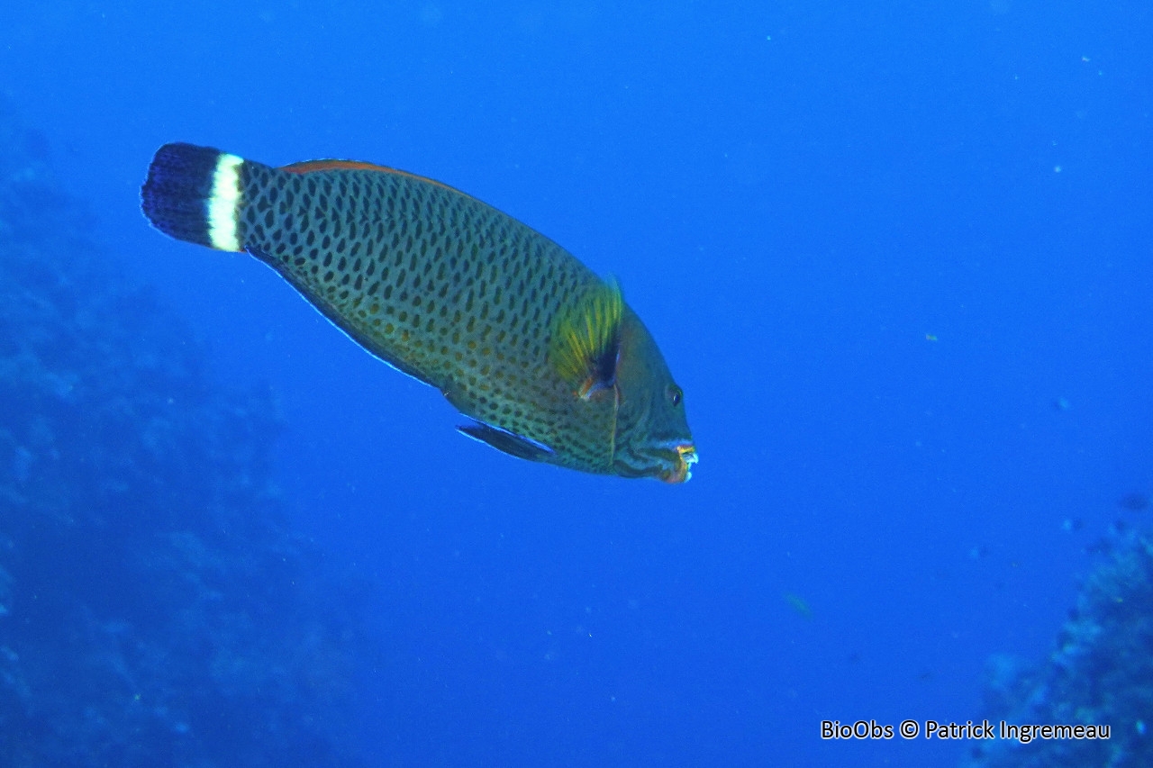 Vieille ciseaux - Pseudodax moluccanus - Patrick Ingremeau - BioObs