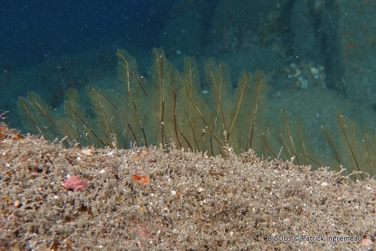 Gymnansium hians - Gymnangium hians - Patrick Ingremeau - BioObs