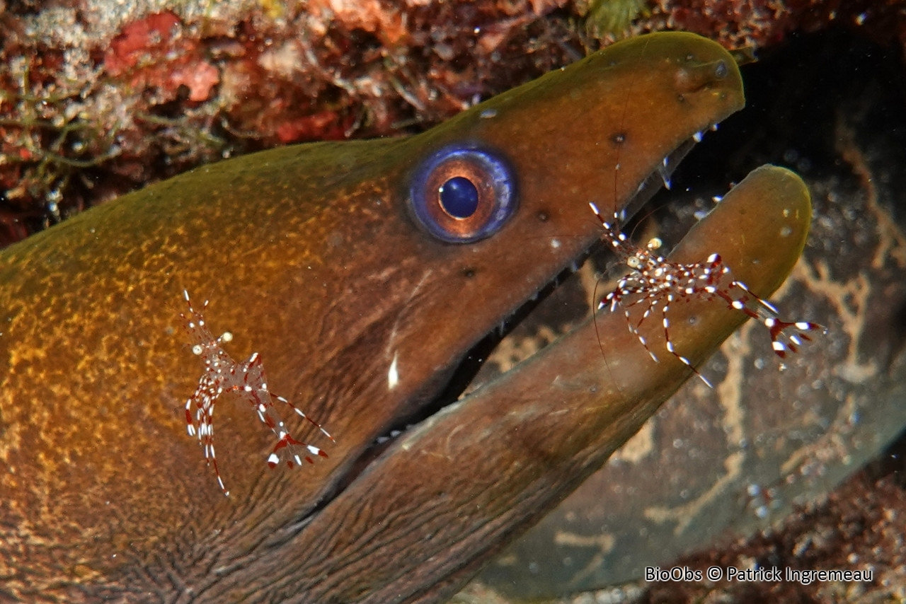 Crevette nettoyeuse de Bruun - Urocaridella antonbruunii - Patrick Ingremeau - BioObs