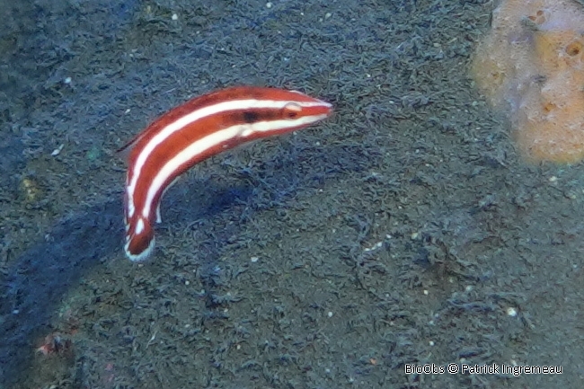 Labre à rayures blanches - Bodianus opercularis - Patrick Ingremeau - BioObs