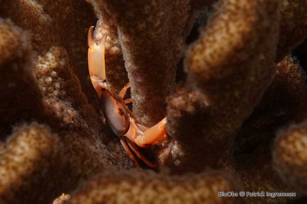 Crabe trapèze rouillé - Trapezia bidentata - Patrick Ingremeau - BioObs