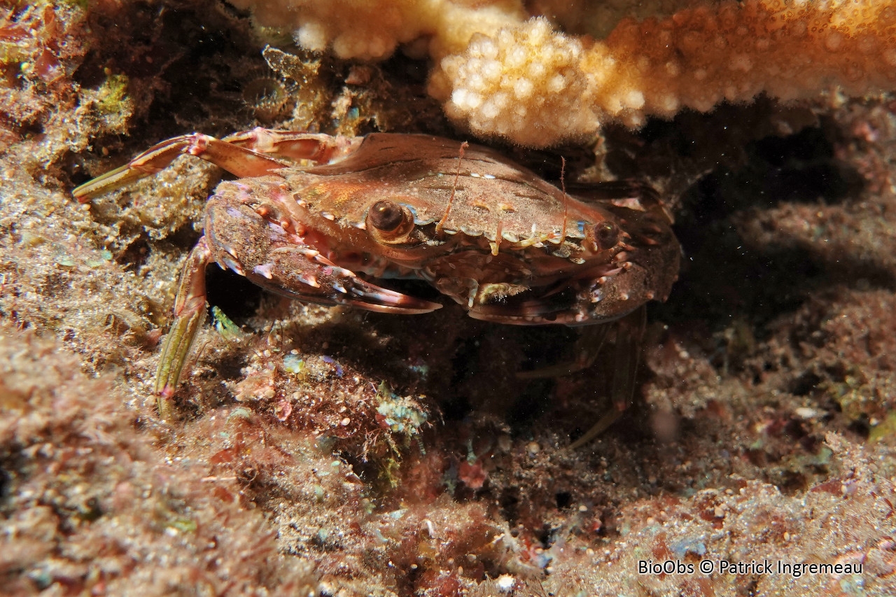 Goniosupradens obtusifrons - Goniosupradens obtusifrons - Patrick Ingremeau - BioObs