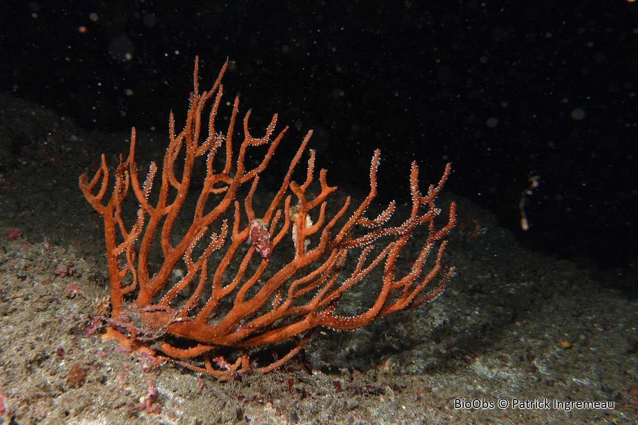 Subergorgia suberosa - Subergorgia suberosa - Patrick Ingremeau - BioObs