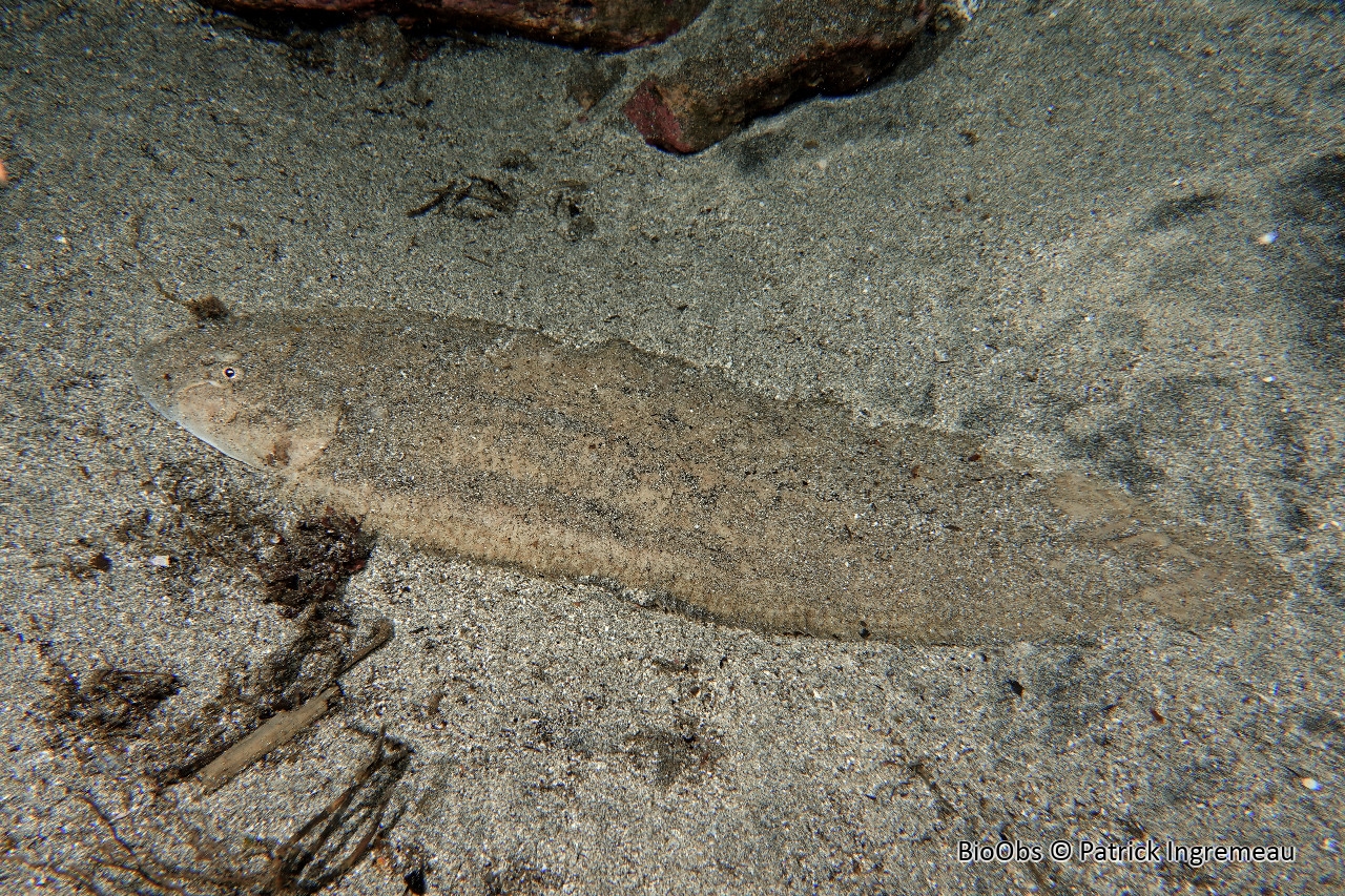Sole-langue de Lachner - Cynoglossus lachneri - Patrick Ingremeau - BioObs