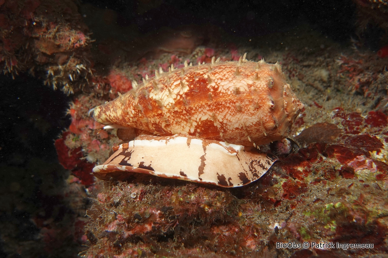 Cône géographique - Conus geographus - Patrick Ingremeau - BioObs