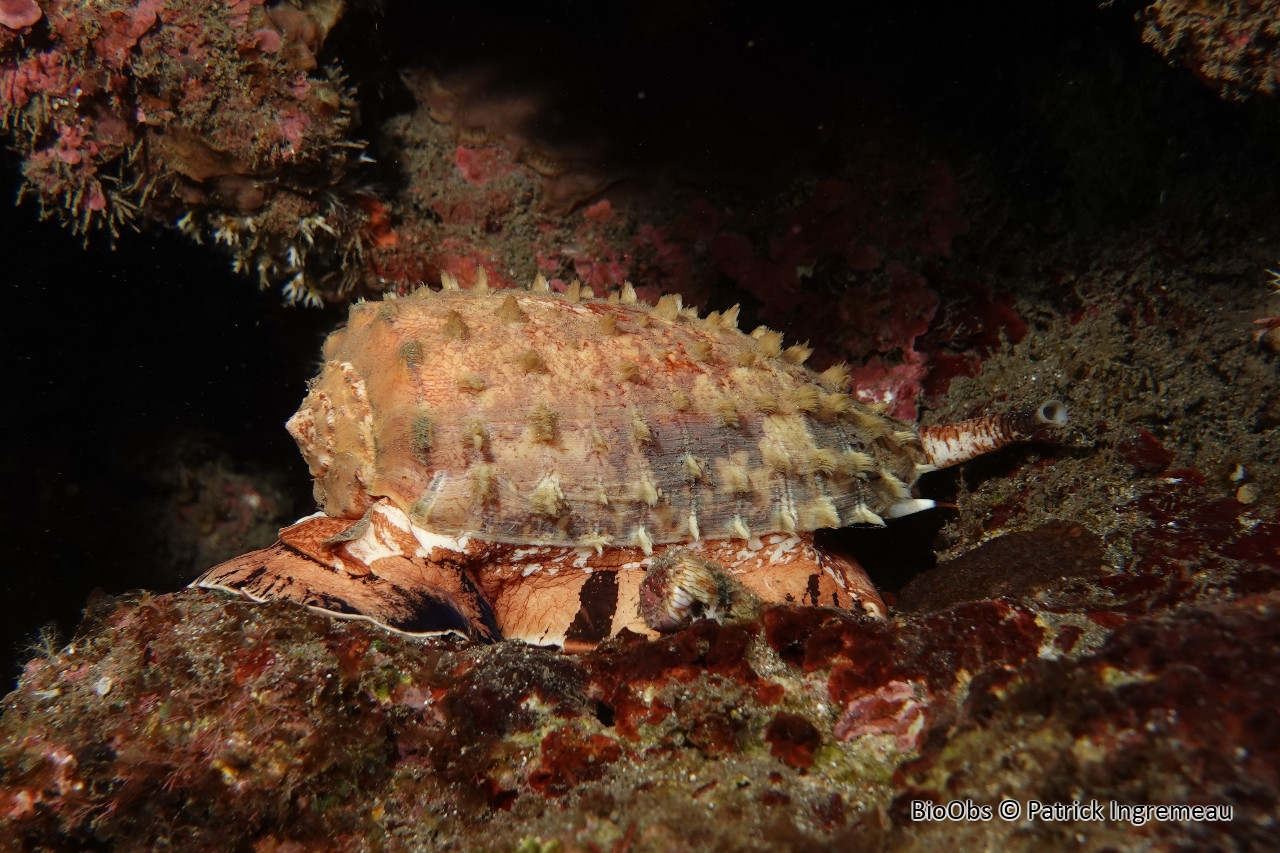 Cône géographique - Conus geographus - Patrick Ingremeau - BioObs