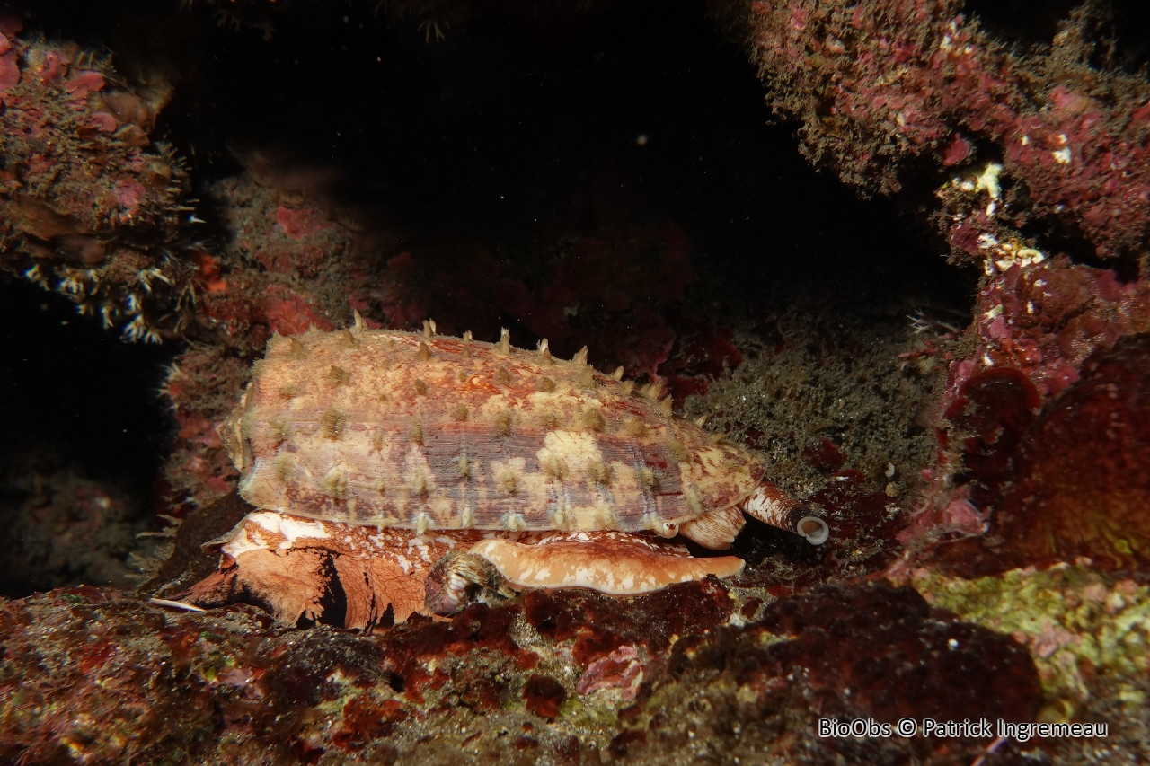 Cône géographique - Conus geographus - Patrick Ingremeau - BioObs