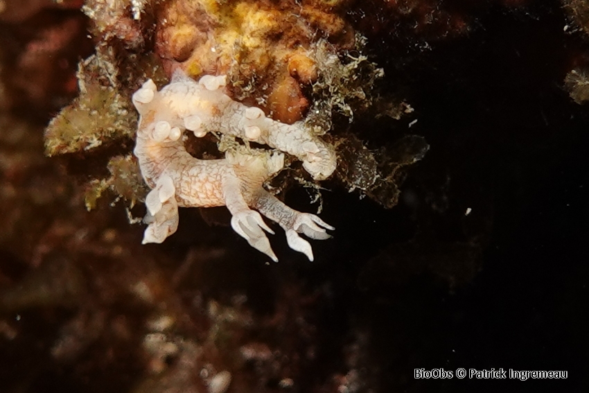 Bornella johnsonorum - Bornella johnsonorum - Patrick Ingremeau - BioObs
