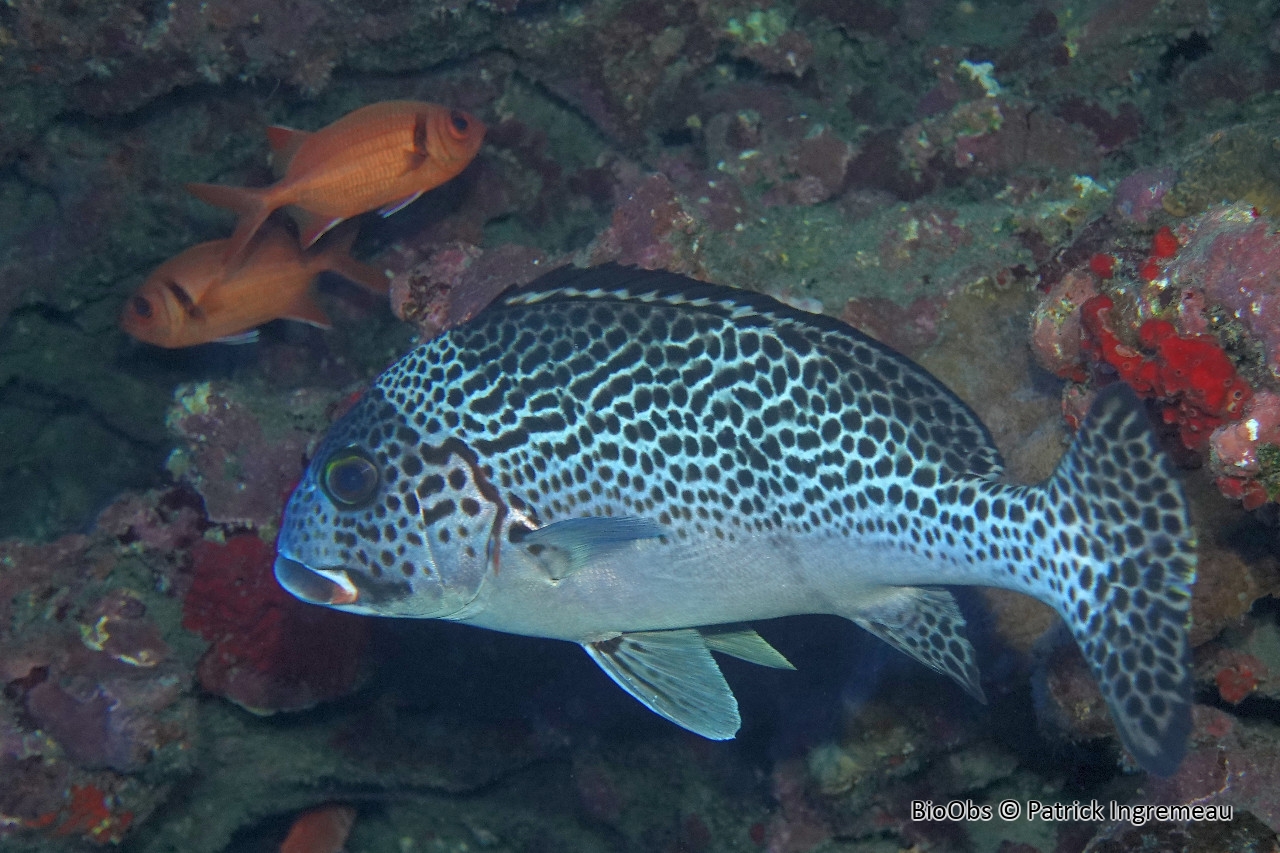 Gaterin noir et blanc - Plectorhinchus picus - Patrick Ingremeau - BioObs