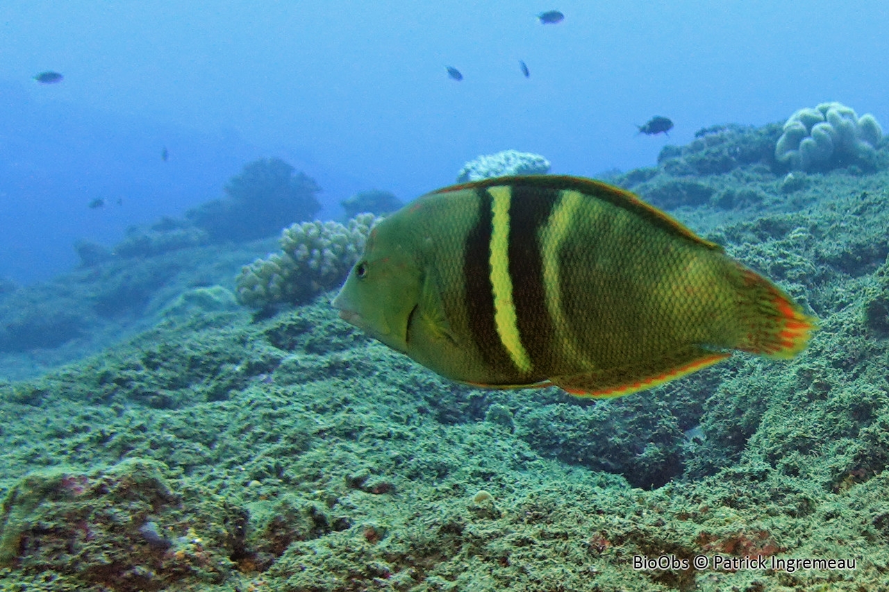 Girelle-clown - Coris aygula - Patrick Ingremeau - BioObs