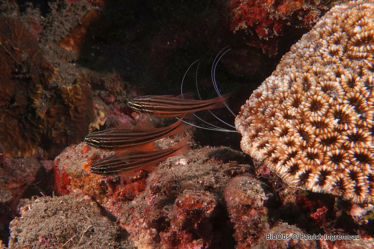Apogon à bandes cuivrées - Ostorhinchus holotaenia - Patrick Ingremeau - BioObs
