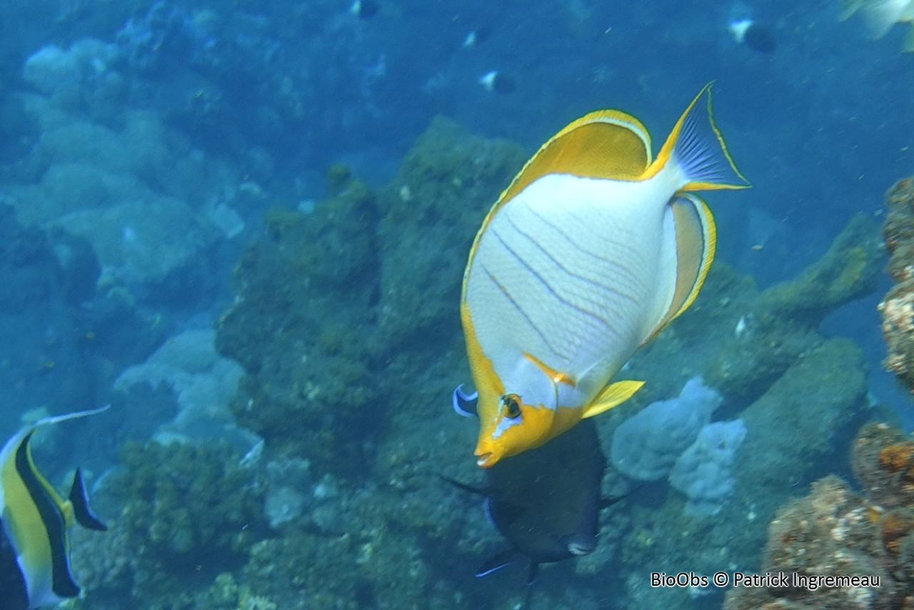 Poisson-papillon à tête jaune - Chaetodon xanthocephalus - Patrick Ingremeau - BioObs