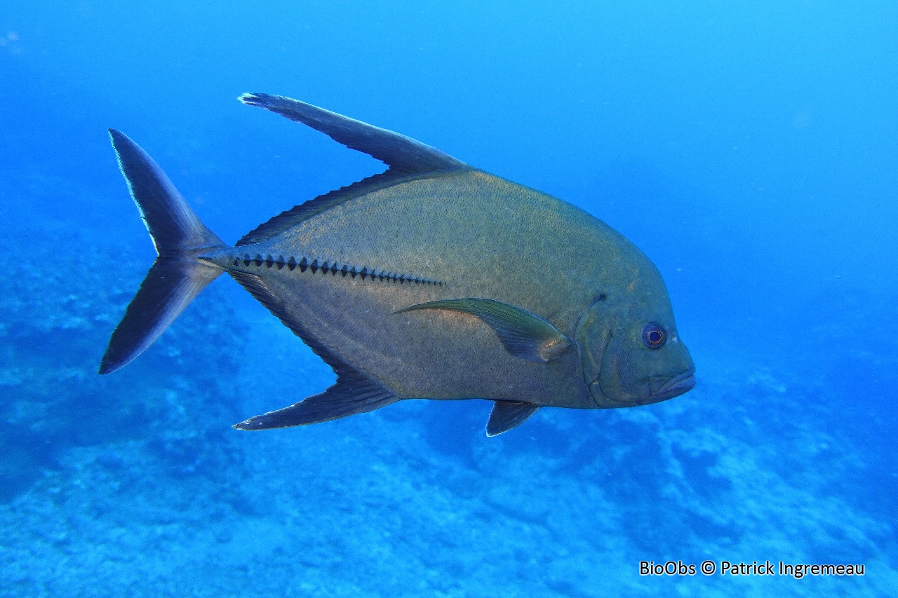 Carangue noire - Caranx lugubris - Patrick Ingremeau - BioObs