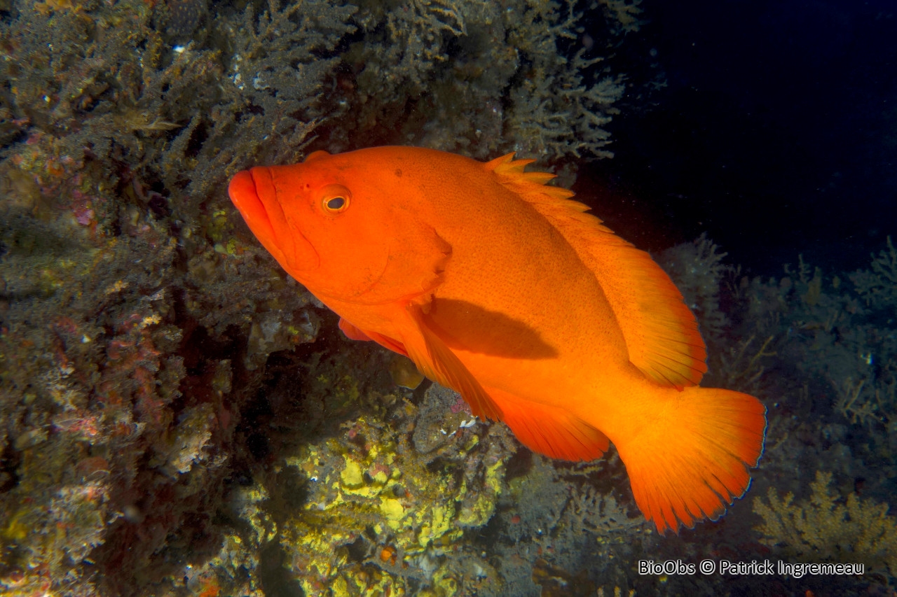 Vieille dorée - Cephalopholis aurantia - Patrick Ingremeau - BioObs