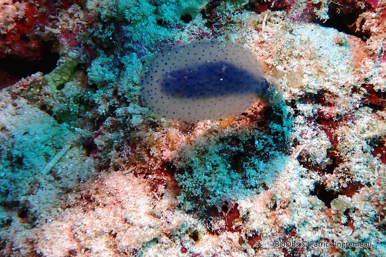 Eudistoma pédonculée bleue - Eudistoma caeruleum - Patrick Ingremeau - BioObs