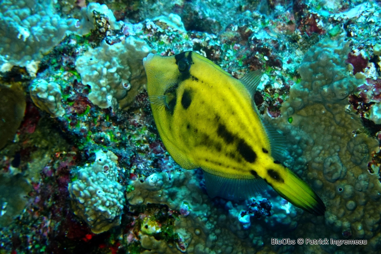 Poisson-lime moucheté - Cantherhines fronticinctus - Patrick Ingremeau - BioObs