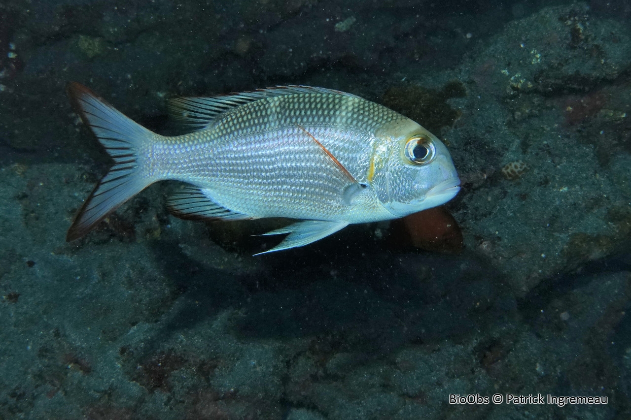 Empereur bossu - Monotaxis grandoculis - Patrick Ingremeau - BioObs