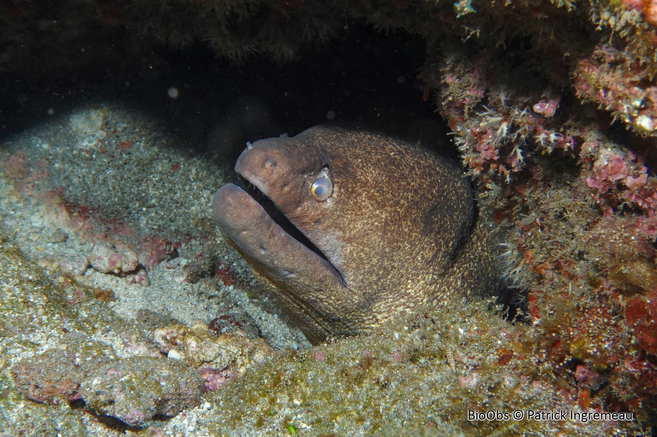 Murène à taches jaunes - Gymnothorax flavimarginatus - Patrick Ingremeau - BioObs
