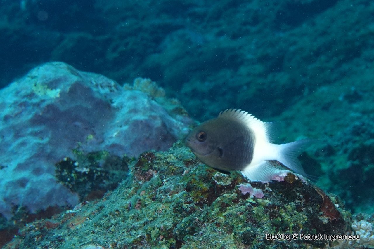 Demoiselle bicolore de Field - Pycnochromis fieldi - Patrick Ingremeau - BioObs