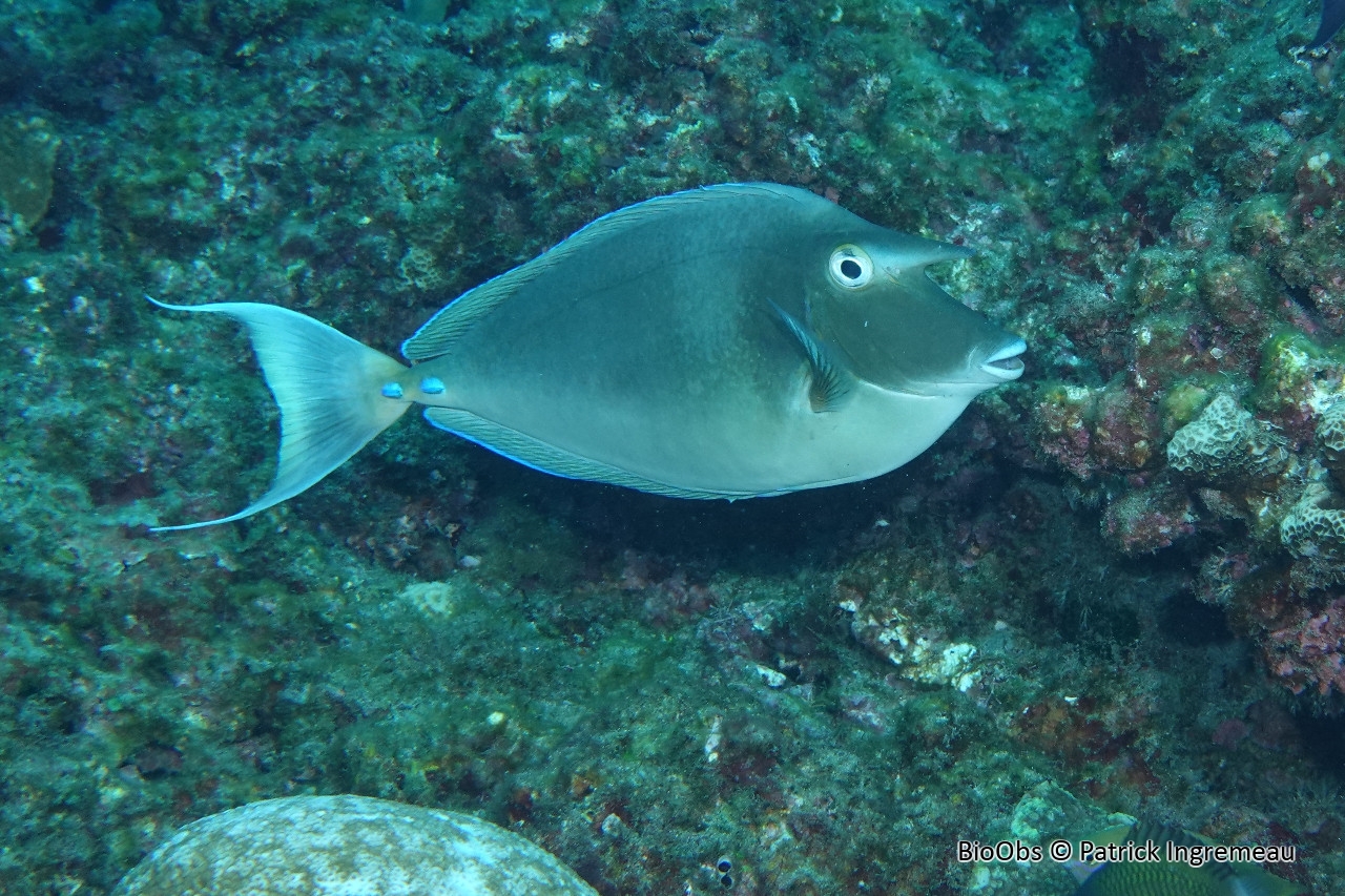 Nason à éperons bleus - Naso unicornis - Patrick Ingremeau - BioObs