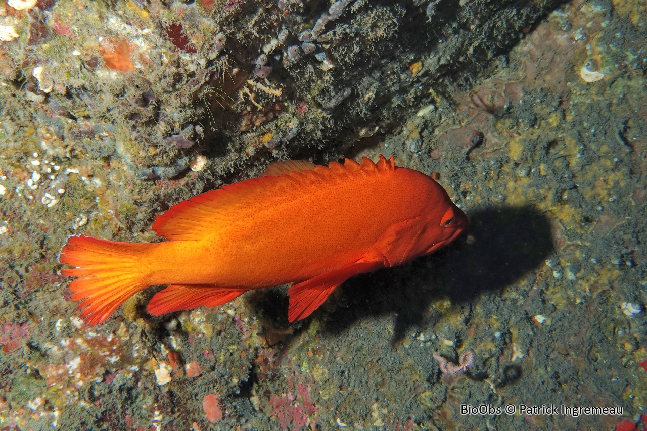 Vieille dorée - Cephalopholis aurantia - Patrick Ingremeau - BioObs
