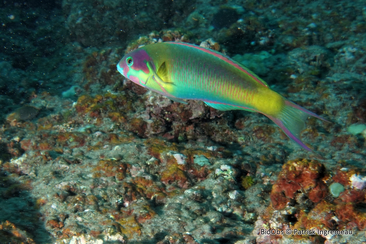 Girelle-paon bariolée - Thalassoma genivittatum - Patrick Ingremeau - BioObs