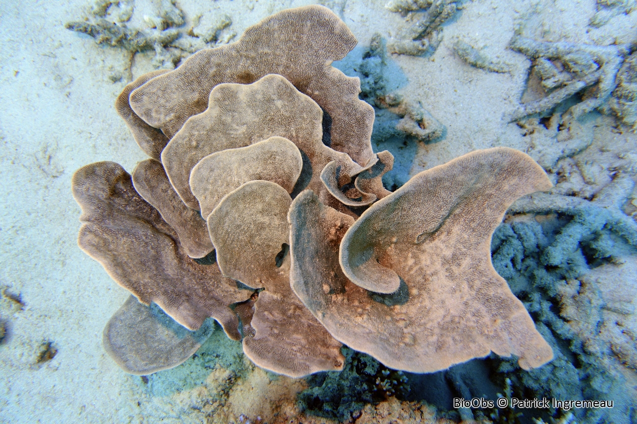 Phyllospongia  foliascée - Phyllospongia (Carteriospongia) foliascens - Patrick Ingremeau - BioObs