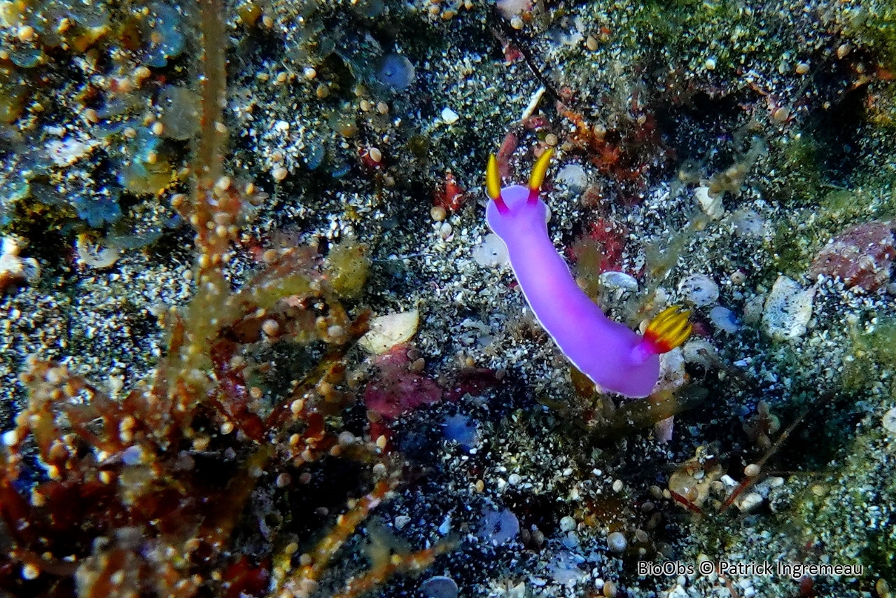 Hypselodoris de Bullock - Hypselodoris bullockii - Patrick Ingremeau - BioObs