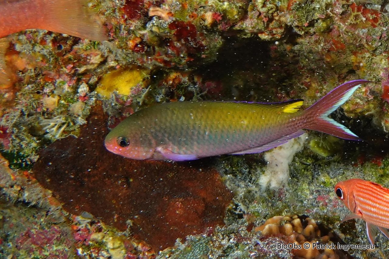 Demoiselle fusilier