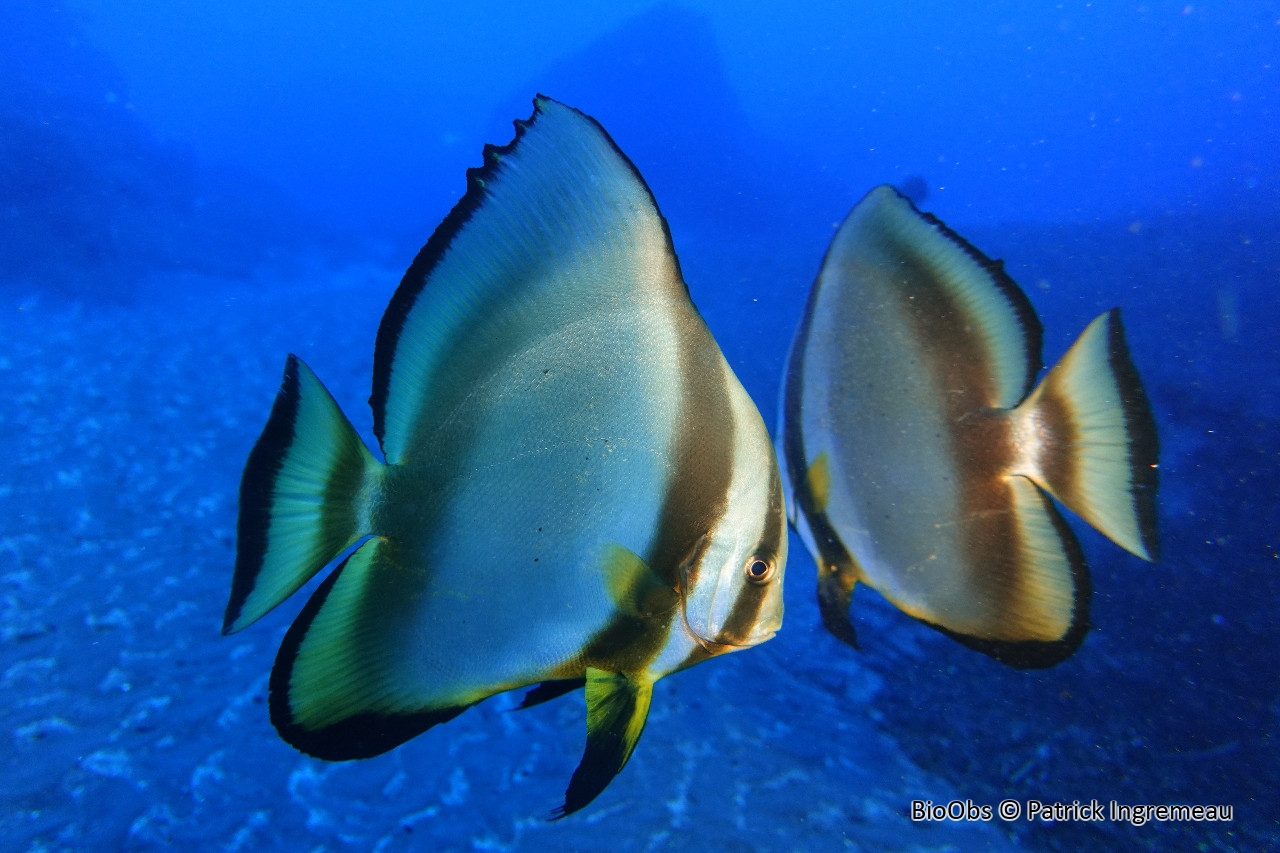 Platax orbiculaire - Platax orbicularis - Patrick Ingremeau - BioObs