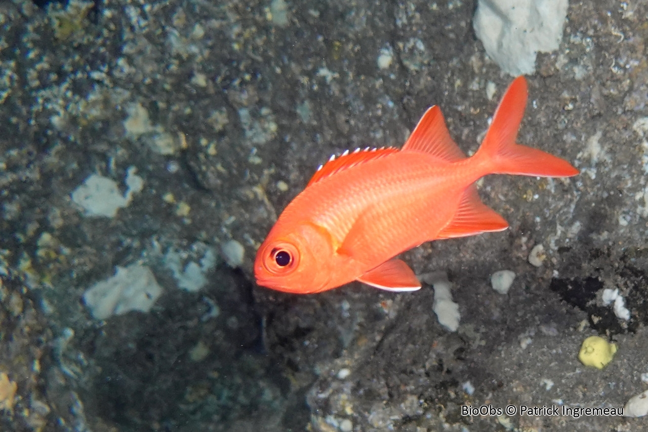 Poisson-soldat bordé de blanc - Myripristis vittata - Patrick Ingremeau - BioObs