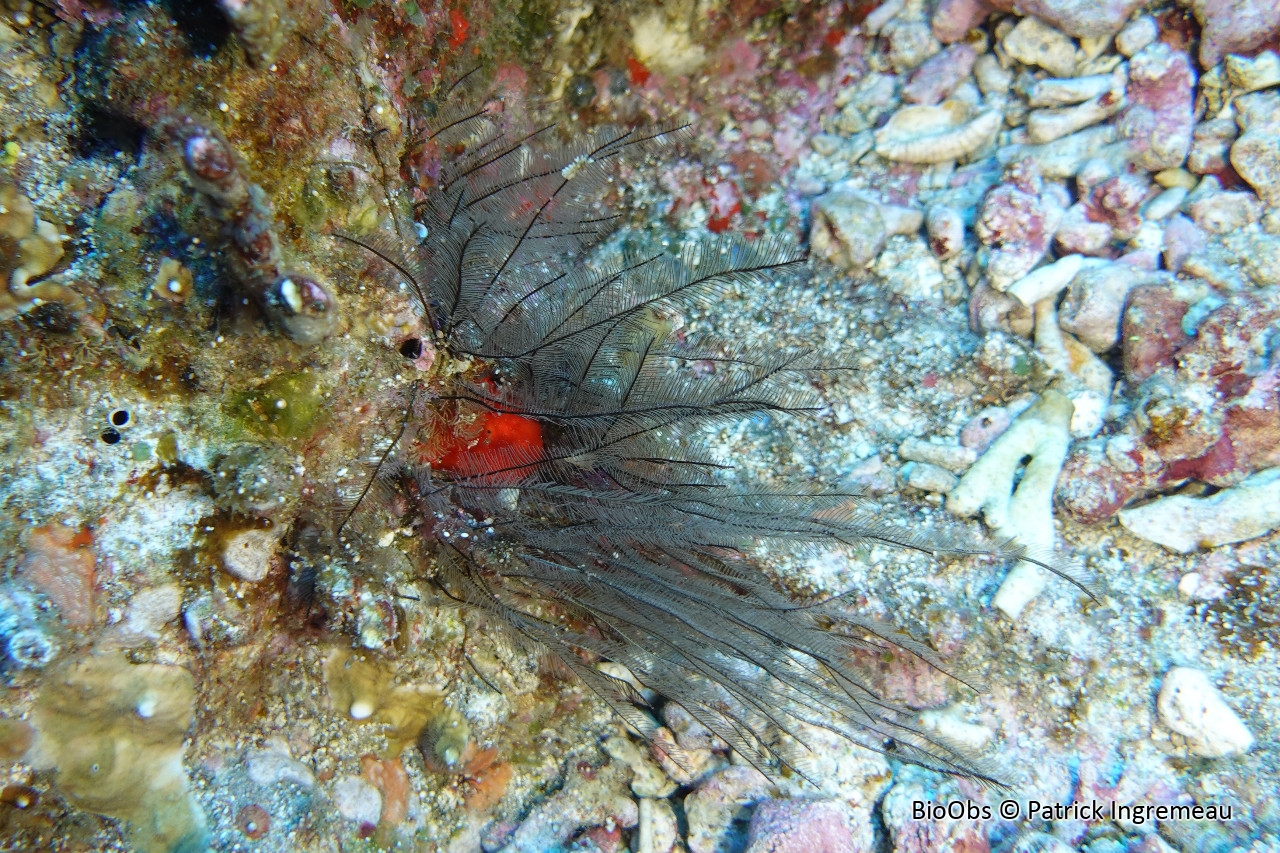 Gymnansium hians - Gymnangium hians - Patrick Ingremeau - BioObs