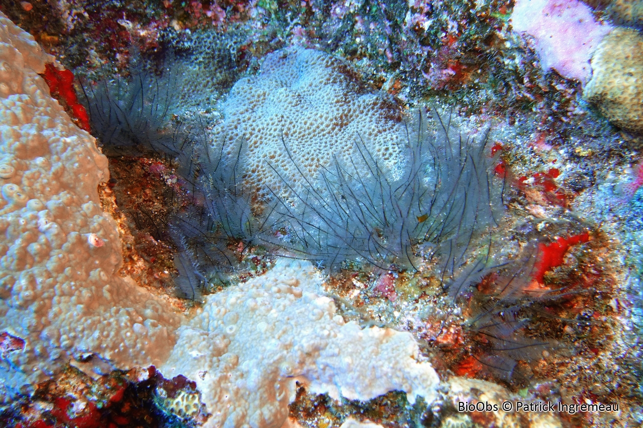 Gymnansium hians - Gymnangium hians - Patrick Ingremeau - BioObs