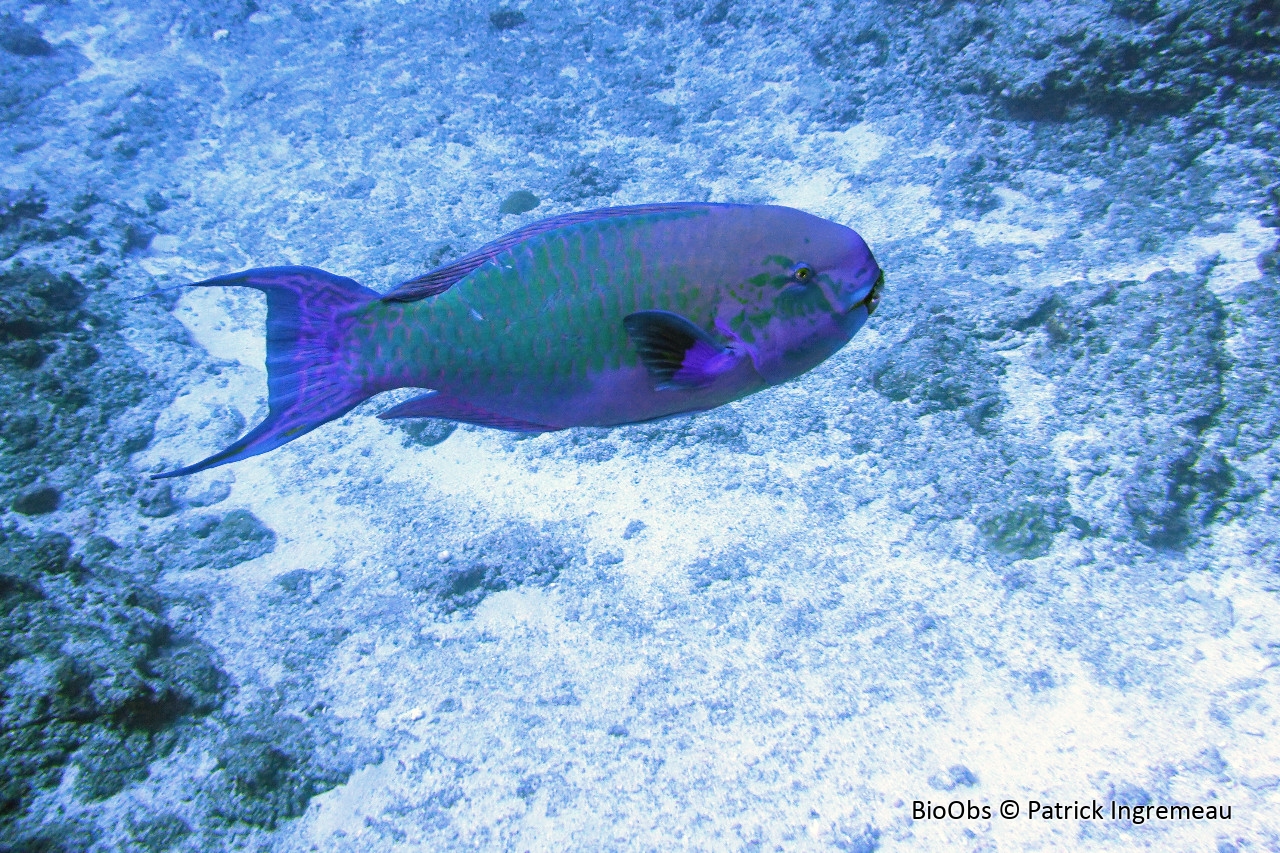 Perroquet grand bleu - Chlorurus strongylocephalus - Patrick Ingremeau - BioObs