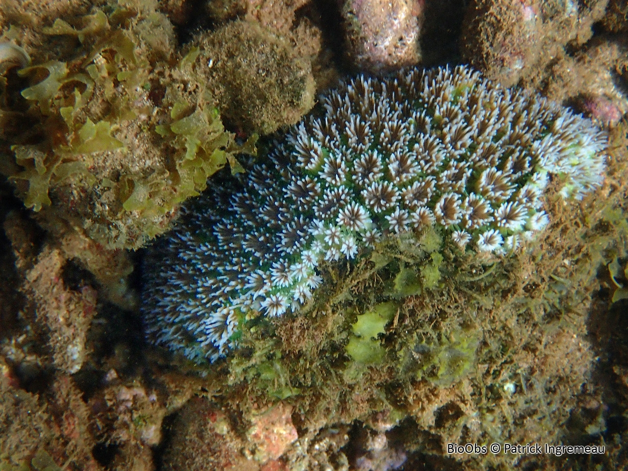 Corail piquant - Galaxea fascicularis - Patrick Ingremeau - BioObs