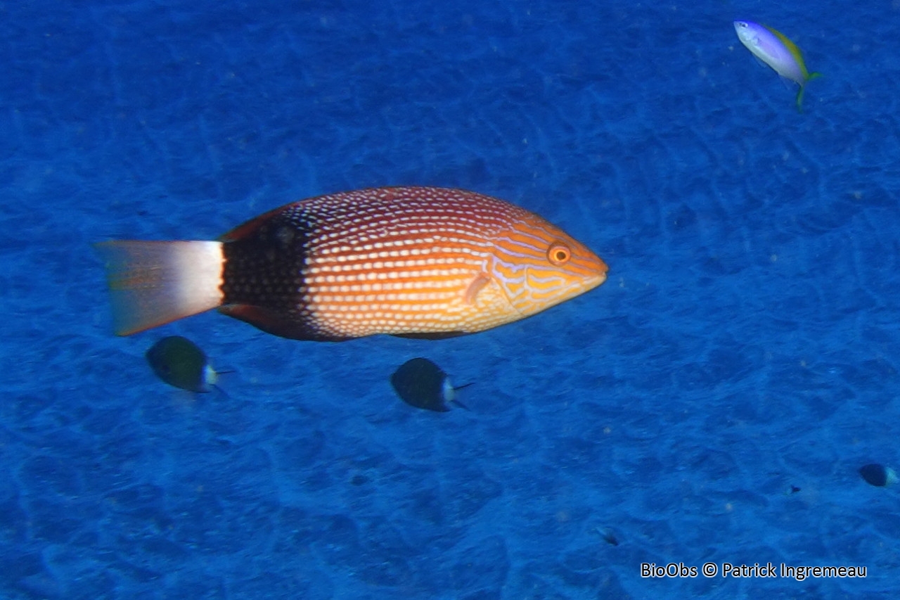 Labre brassard - Bodianus macrourus - Patrick Ingremeau - BioObs