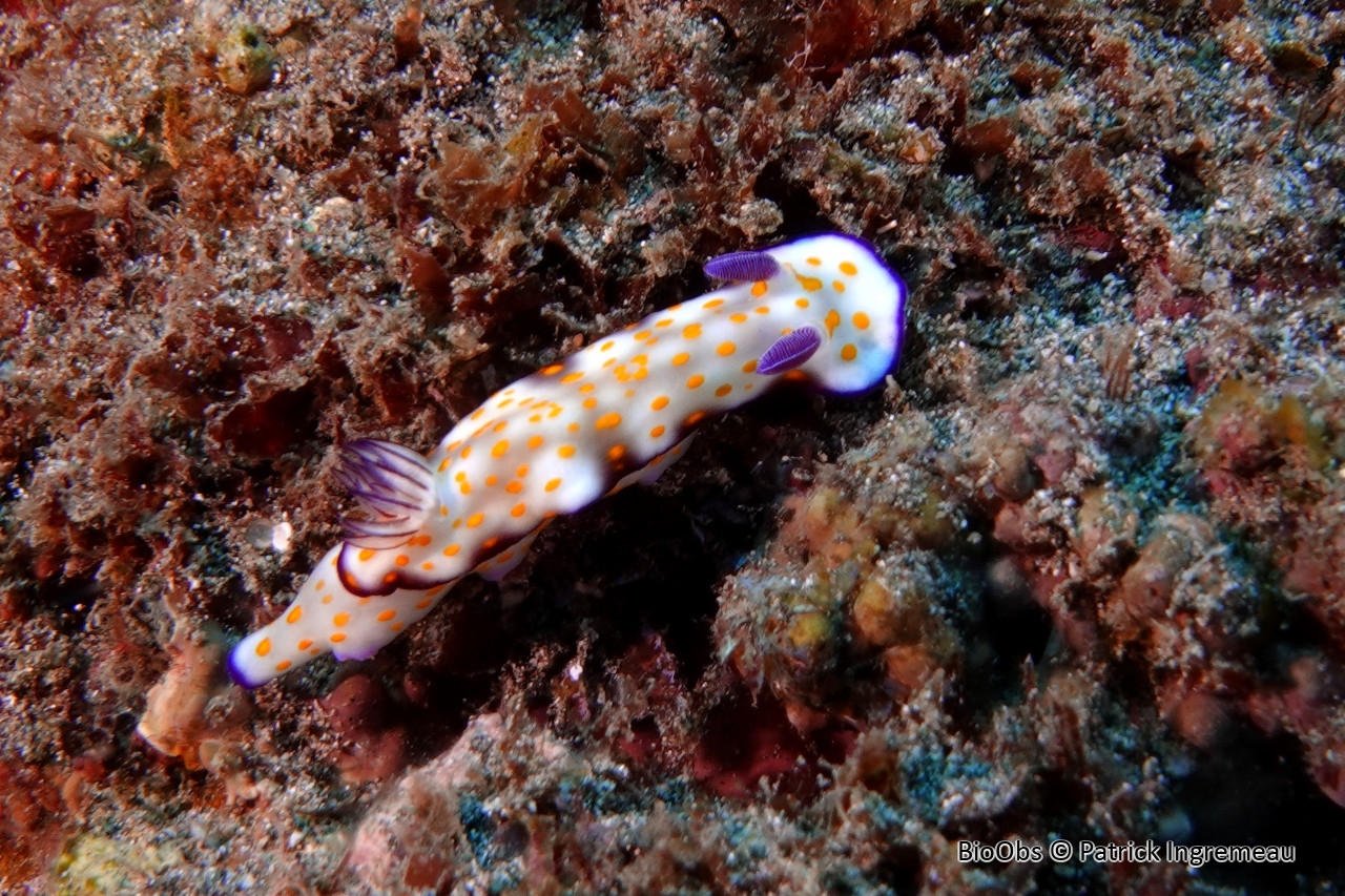 Risbécie coquette - Hypselodoris pulchella - Patrick Ingremeau - BioObs