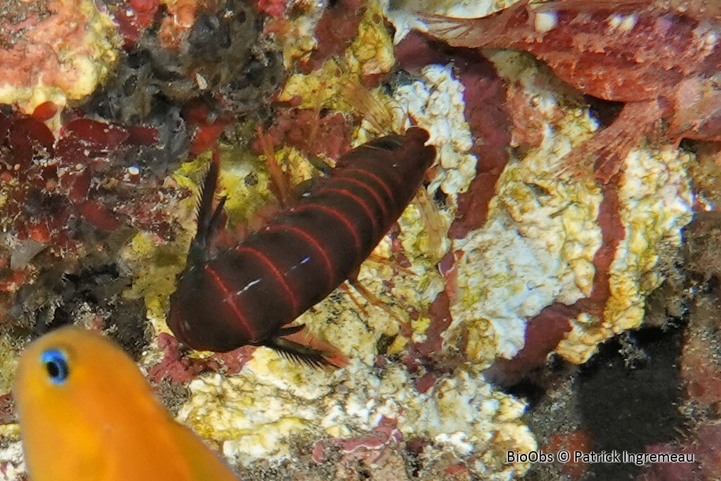 Crevette-mante chiraga - Gonodactylus chiragra - Patrick Ingremeau - BioObs