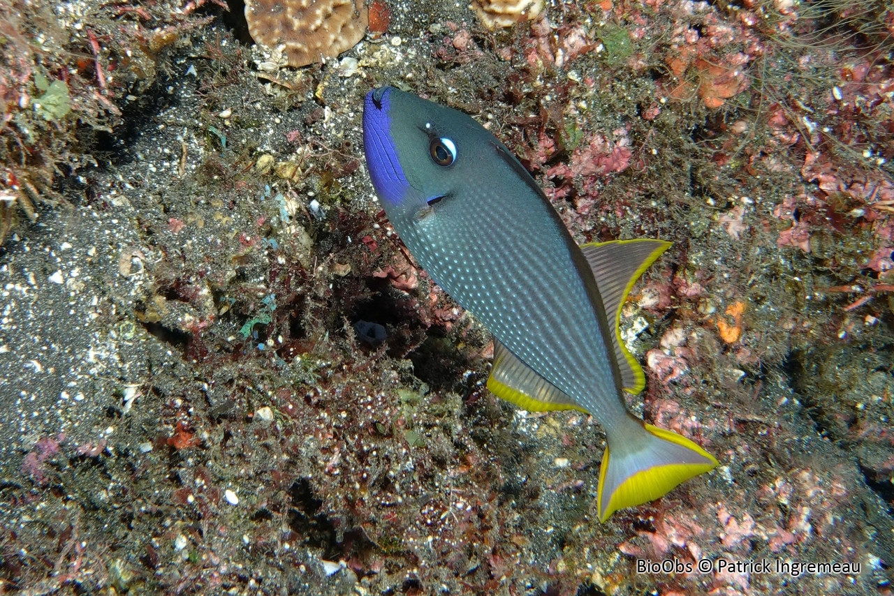 Baliste à bordures dorées - Xanthichthys auromarginatus - Patrick Ingremeau - BioObs