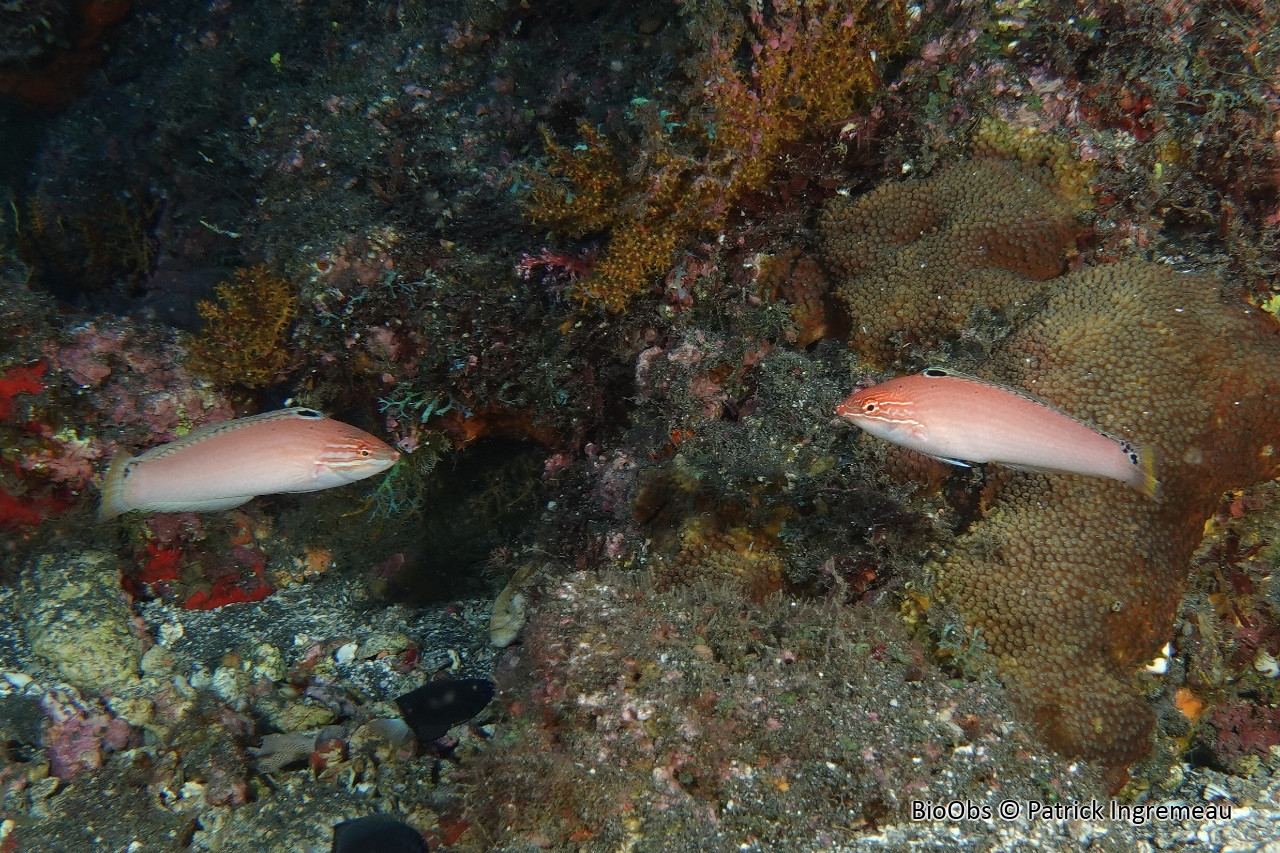 Girelle trois points - Halichoeres trispilus - Patrick Ingremeau - BioObs