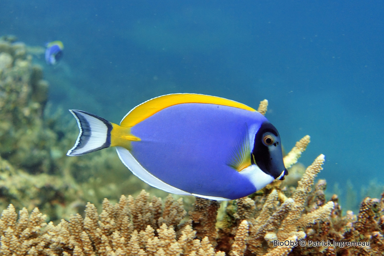 Chirurgien à poitrine blanche - Acanthurus leucosternon - Patrick Ingremeau - BioObs