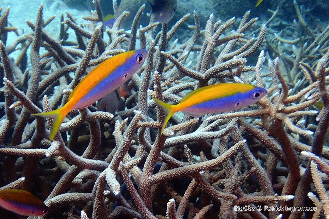 Fusilier à dos jaune - Caesio xanthonota - Patrick Ingremeau - BioObs
